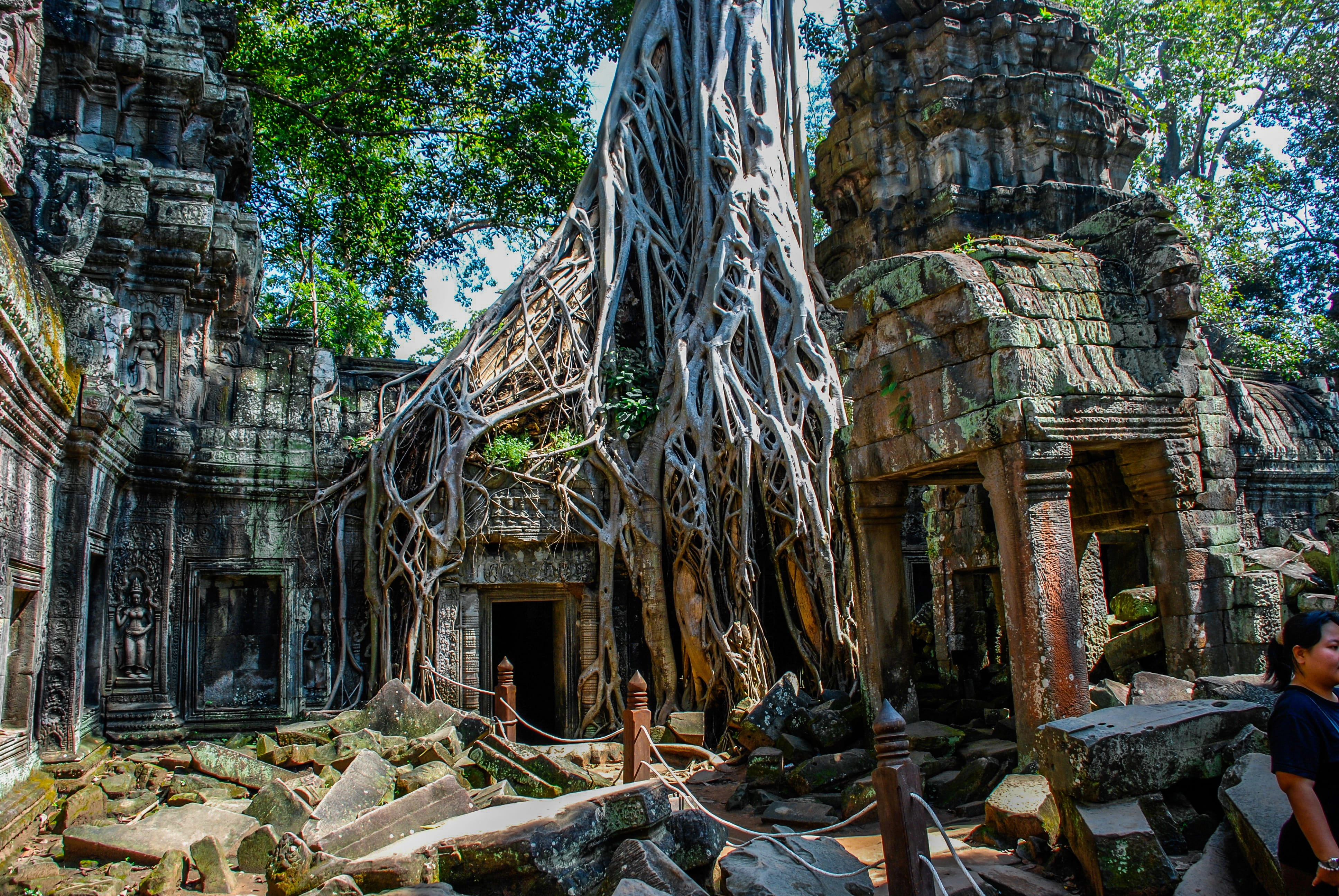Kambodża wycieczka - świątynie Angkor, korzenie drzew.jpg